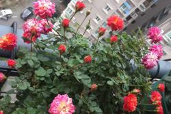 躲躲藏藏月季的优缺点