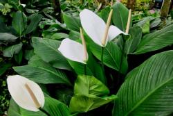 一帆风顺花的花语和寓意