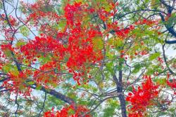 凤凰花什么时候开