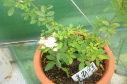 茉莉月季种植经验分享