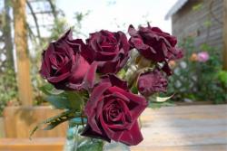 黑玫瑰的花语和象征寓意