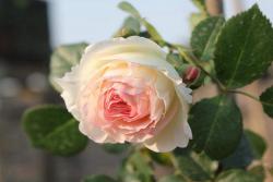 月季花什么品种好看