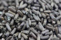 麦仙翁一平方需要播种多少克种子