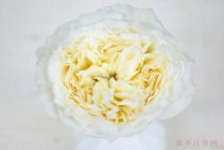 围观！欧洲婚庆切花月季销量TOP10