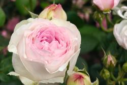 月季养护指南｜从“药罐子”到开花机器的逆袭