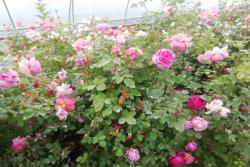 欧洲藤本月季苗的价格,欧洲藤本月季苗多少钱