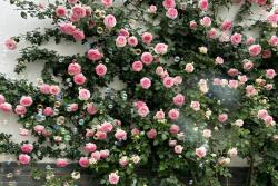 龙沙宝石月季一年能开几次花