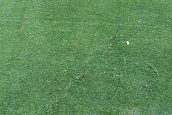 剪股颖草坪的优缺点