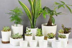 给大家聊一聊花盆如何选择