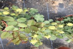 2023年月季小苗的价格是多少，月季小苗批发价格