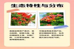中国凌霄花与美国凌霄花有什么区别?