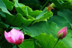 睡莲几点开花，几点闭合