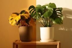 龟背竹的养殖方法和注意事项