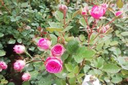 欧洲藤本月季苗的价格,欧洲藤本月季苗多少钱