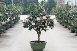 茶花一年能够开几次花