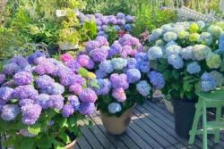 无尽夏绣球花一年开几次花