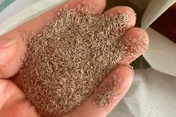 剪股颖草种子什么时间播种