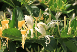 金银花种植与管理技术详解