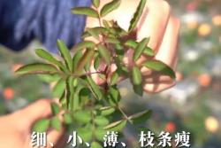 天狼教你看叶识月季