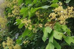 法国梧桐和中国梧桐的区别