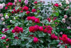 秋天这个季节花园里面适合种些什么花？