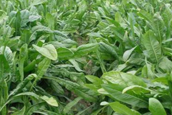 鲁梅克斯什么时候播种