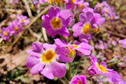 樱花草的花语是什么