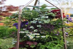 植物立体花挂——花园高级进阶