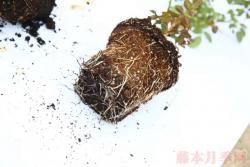 入手月季必须了解的换盆小知识！