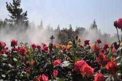 郑州市月季公园：1200余种月季 争芳斗艳盛开