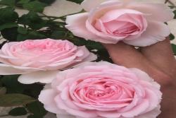 广东耐热的伊芙月季