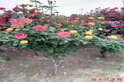 3公分月季树多少钱？怎样拿到便宜价格？