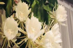 昙花开花时间大约有多久(昙花的花期是多长时间)