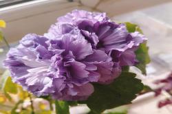 九月开什么花(最具代表的十种花卉推荐)