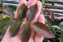 月季水肥管理避坑指南