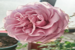 月季花盆土板结怎么办,解决土壤板结的小技巧