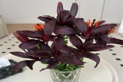 十大阴气最重的花盘点