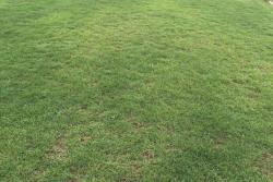 夏威夷草坪养护全攻略！