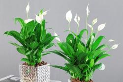 一帆风顺花的花语和寓意