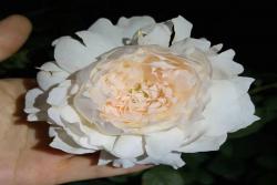 天狼自育月季之[家书]种植经验分享