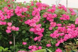 月季如何避免僵芽