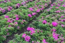 杜鹃花好养吗(详解杜鹃花的养护方法）