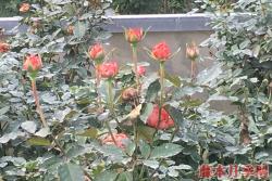 产地月季苗价格，目前市场上月季苗价格多少钱一棵