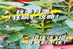 秋日月季爆笋攻略：抹芽、清叶、薄肥勤施