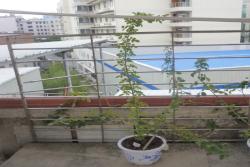 藤小伊月季种植经验分享