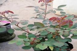 微型月季、大花月季苗，现货实拍
