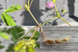 含羞草在什么季节开放