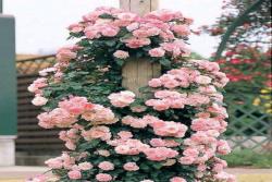 最勤花的藤本月季品种盘点