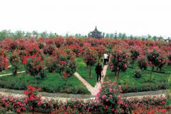 树状月季价格(2022年最新版)