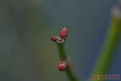 若待月季花开，2月份还需要做些什么？